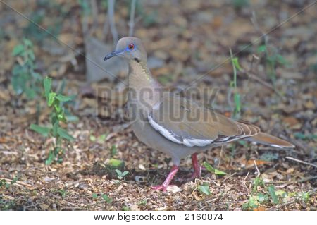 J Whitewinged นกพิราบ 009