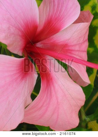 Rózsaszín Hibiszkusz virág Polárszűrő