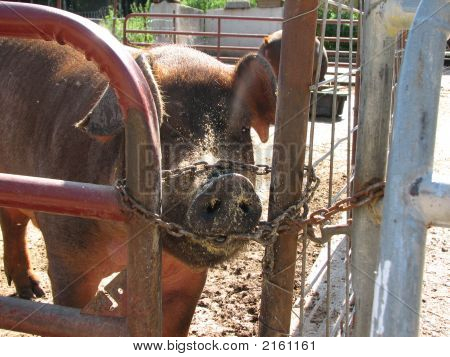 Hogpen
