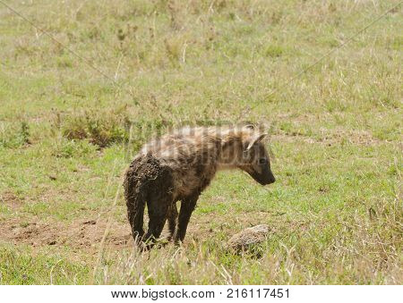 Closeup of Spotted Hyena (scientific name: cCrocuta crocuta, or 