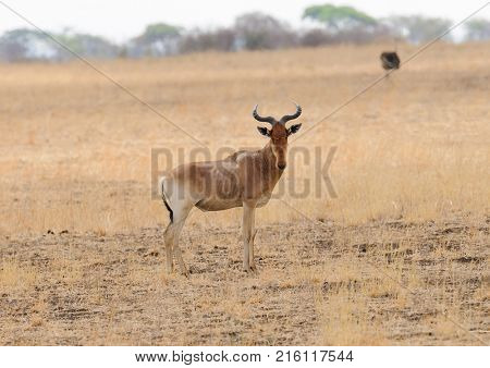Closeup of Coke's Hartebeest (scientific name: Connochaetes taurinus or 
