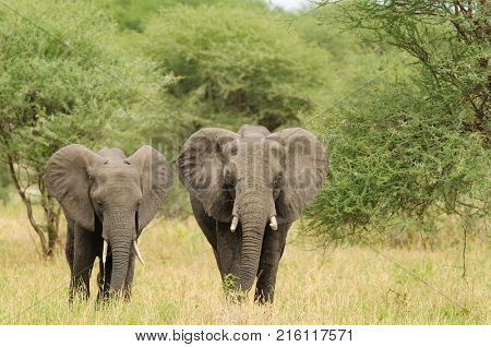 Closeup of African Elephant (scientific name: Loxodonta africana, or 