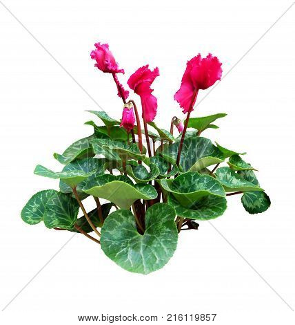 Houseplant cyclamen isolated on white background with clipping path.