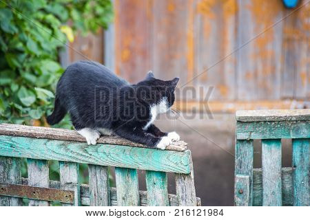 black and white cat stretches on the fence