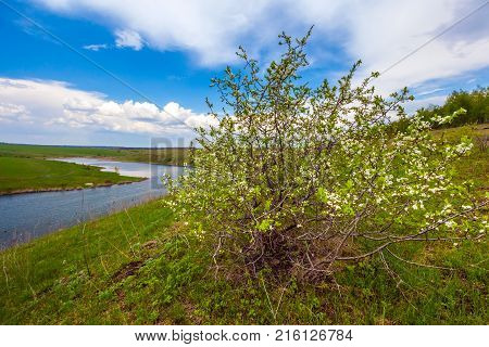 A bush with small white flowers blossoms on the riverbank against a blue sky with white clouds. Green spring in Russia.