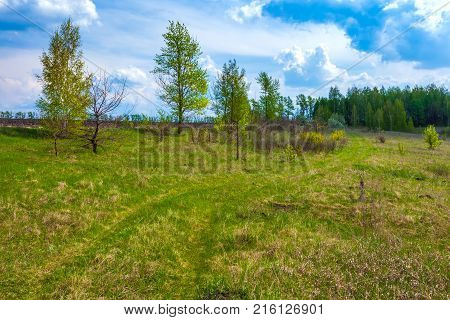 A bush with small white flowers blossoms on the riverbank against a blue sky with white clouds. Green spring in Russia.