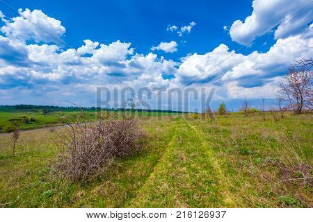 A bush with small white flowers blossoms on the riverbank against a blue sky with white clouds. Green spring in Russia.