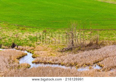 A bush with small white flowers blossoms on the riverbank against a blue sky with white clouds. Green spring in Russia.