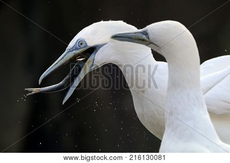 A Northern gannet is eating a fish