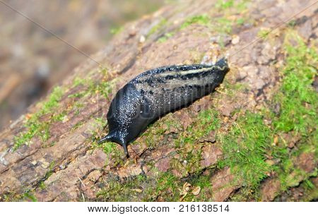Black forest slug on the trunk of a tree covered with moss.