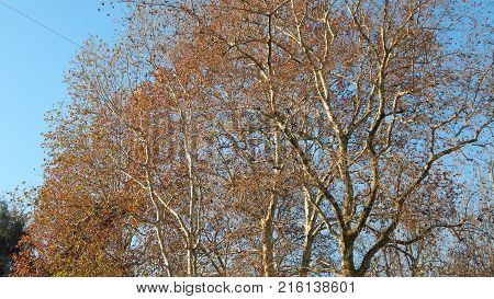 Autumn tree and branches on a background blue sky