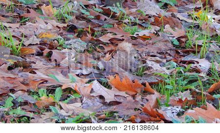 Background with autumn colorful leaves. Autumn foliage