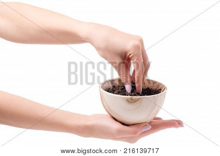 Leaf tea in a pial of female hands on a white background isolation
