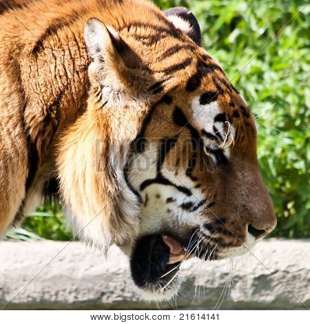 Marche le tigre (panthera Tigris)