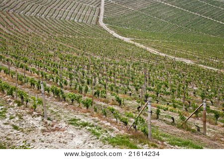 สวนไวน์ Barbera - อิตาลี