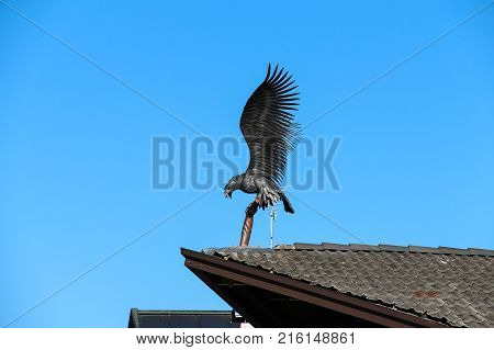 Italy Rocca Pietore - August 26 2016: the view of the decorative ironwork sculpture Eagle on the roof on August 26 2016 Veneto Italy.