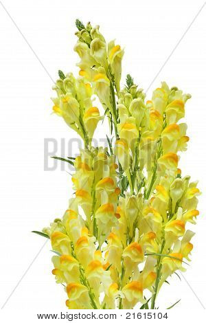 Linaria Vulgaris