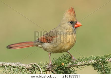 Female Northern Cardinal (cardinalis) on a pine tree branch