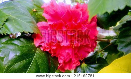 Awesome roses flowers. Flores rosas impresionantes. photo