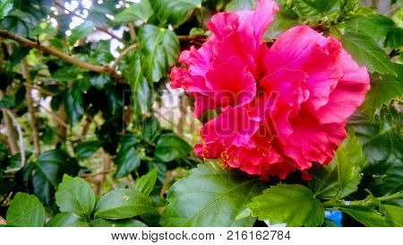 Awesome roses flowers. Flores rosas impresionantes. photo