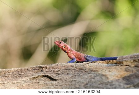 Closeup of Agama lizard (scientific name: Agama agama or 