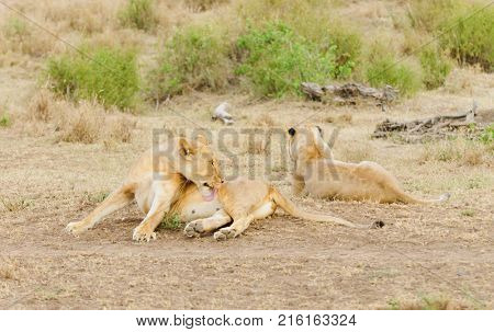Closeup of a  Lion pride (scientific name: Panthera leo, or 