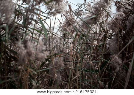 Nature background photography. Closeup photo of field.