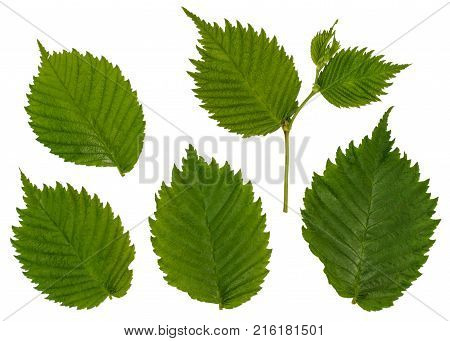 Separate the leaves of the forest hazel. The hazelnut. Isolated leaves.