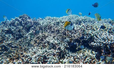 South China, or the East Sea, under water