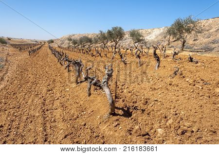 Unirrigated vineyards in a small field. Photo take in Toledo Province, Spain