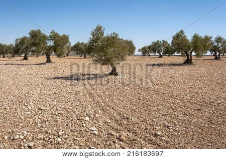 Olive groves in an agricultural landscape in Toledo Province, Spain