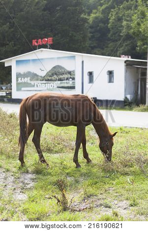 Dederkoy, Tuapse District, Krasnodar Region, Russia - July 9, 2013: A horse grazing beside the road on the background of coffee