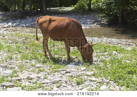 The bull is grazing in a mountain river