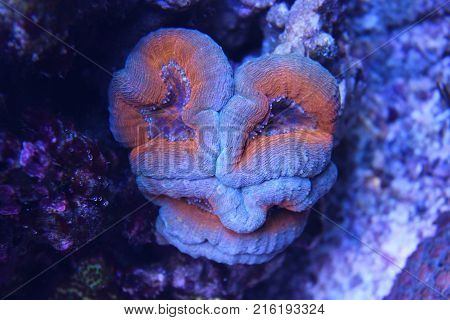 Lobophyllia Open Brain Lps Coral In Reef Aquarium Tank