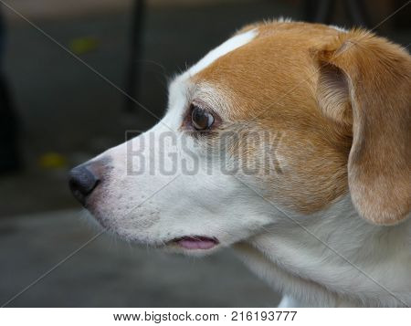 Brown white breed dog nose eyes close up profile view
