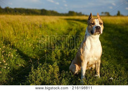 dog of the breed American Staffordshire terrier of yellow color sits on the nature