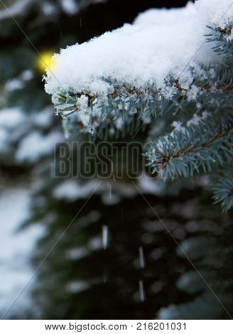 Christmas, winter background with frosty pine tree.