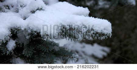 Christmas, winter background with frosty pine tree.