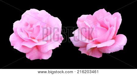 Two pink roses isolated on a black background.