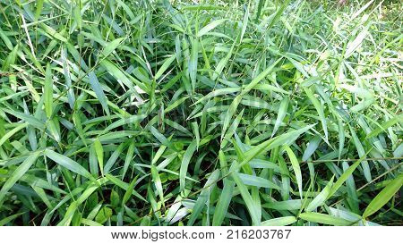 The grasses and a garden. It is an attractive perennial grass densely clumped growth.