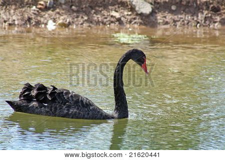 cigno nero