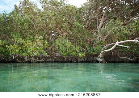 Mangrove trees along the sea. Nabq, Egypt.