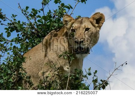 Lion in the Savannah Safari in Kenya
