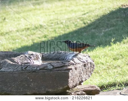 Birds at a birdbath safari in Kenya