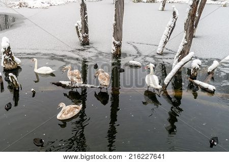 Flock Of Swans At The Wintertime