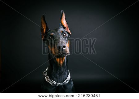 beautiful dog breed Doberman Pinscher on a black background