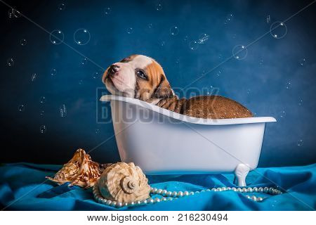 funny puppy is bathing in a bath on a blue background