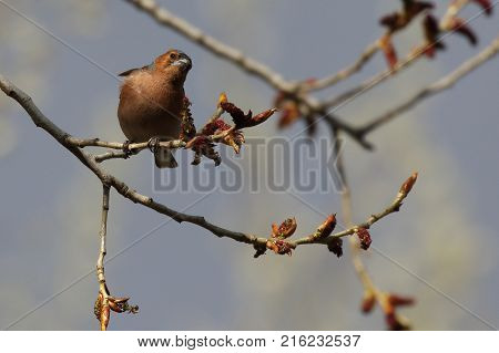 Chaffinch bird, Fringilla coelebs, songbird of the family of finches, bird on branch, distributed in Europe, Western Asia and North Africa, wild nature, macro. Ukraine. 2017.