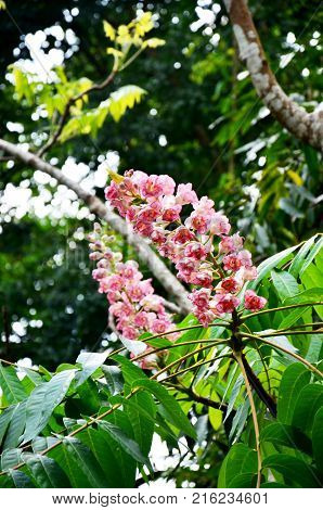 Bretschneidera Sinensis Flowers In Doi Phu Kha National Park At Nan, Thailand