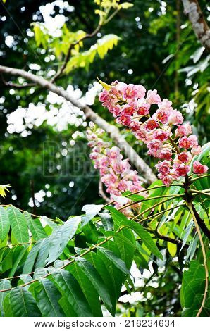 Bretschneidera Sinensis Flowers In Doi Phu Kha National Park At Nan, Thailand